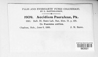 Aecidium psoraleae image